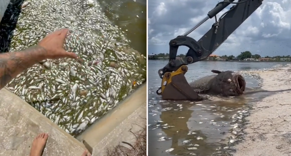 Videos uploaded to social media highlight the masses of marine life killed by the red tide. Source: paulcuffaro / TikTok