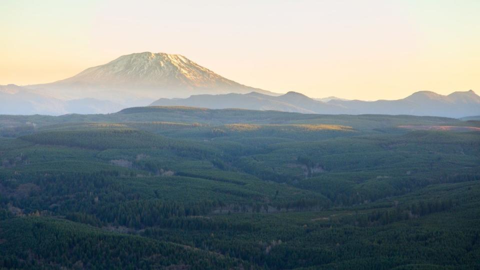 A view of the Bell Mountains Forest with Mount St. Helens in the background