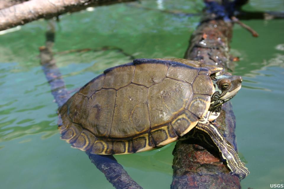 The Pearl River map turtle, native to the Pearl River, recently got classified as an endangered species under the Endangered Species Act. The new classification leaves the future of the One Lake flood control project in question. Photo courtesy of Cris Hagen, University of Georgia, Savannah River Ecology Laboratory / Courtesy of USGS