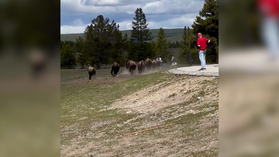 Tourists at Yellowstone learned not to hang out too close to wild bison when a group charged some lingering visitors.