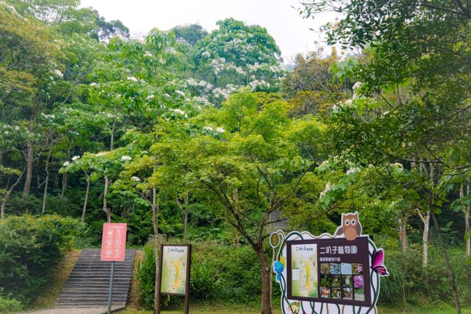 《圖說》新店「二叭子植物園」桐花布滿枝頭。〈客家局提供〉