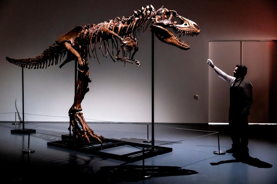 A Sotheby's New York employee demonstrates the size of a Gorgosaurus dinosaur skeleton