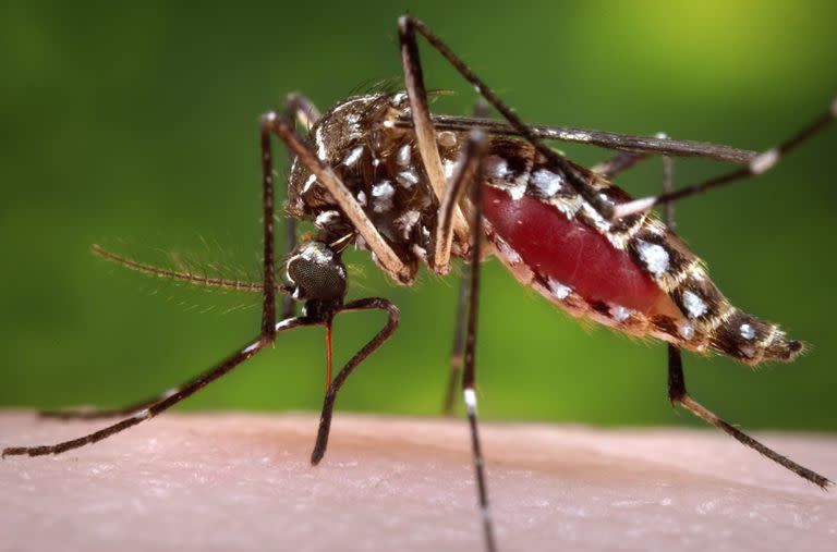 El Aedes aegypti, vector del dengue, tiene varias particularidades que no comparte con otras especies de mosquito