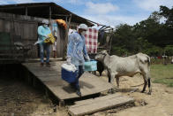 Health workers Diego Feitosa Ferreira, 28, right, and Clemilton Lopes de Oliveira, 41, leave a home after a resident denied to be vaccinated against the new coronavirus, in the Capacini community, along the Purus river, in the Labrea municipality, Amazonas state, Brazil, Friday, Feb. 12, 2021. Navigating complex waterways to reach remote communities in Brazil’s Amazon is only the first challenge for the healthcare workers vaccinating Indigenous and riverine people against COVID-19. (AP Photo/Edmar Barros)