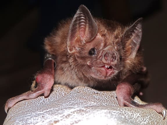 A close-up of a common vampire bat.