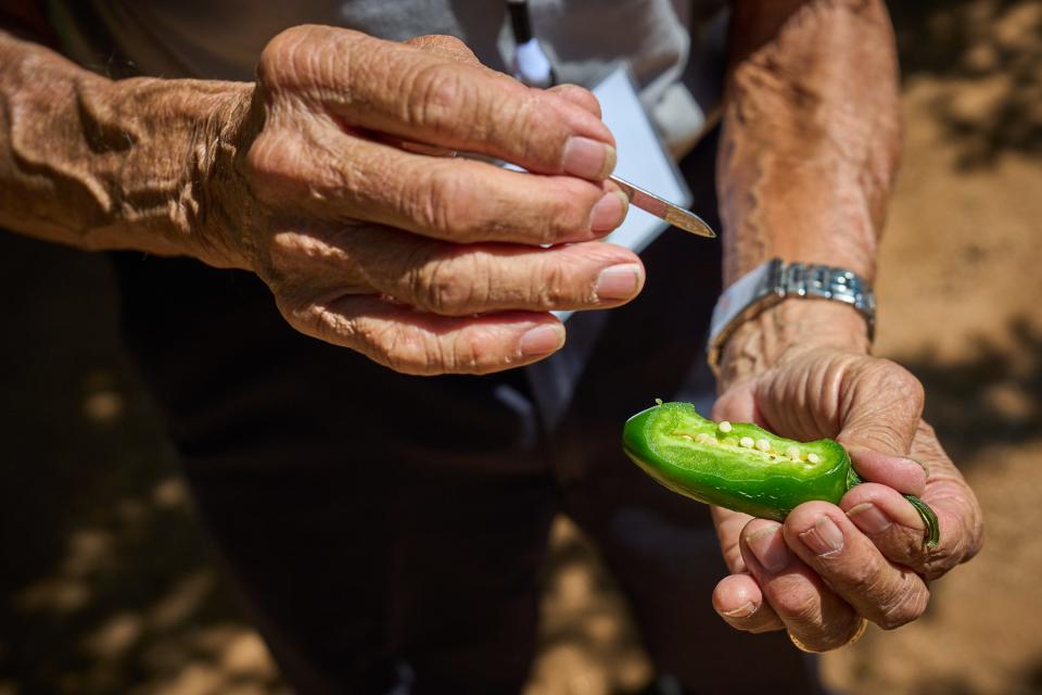 Benigno "Ben" Villalon cuts open a pepper to demonstrate how you can tell if the pepper will be hot or not during the 25th International Pepper Conference at Curry Farms in Pearce, Arizona on Tuesday, Sept. 27, 2022.