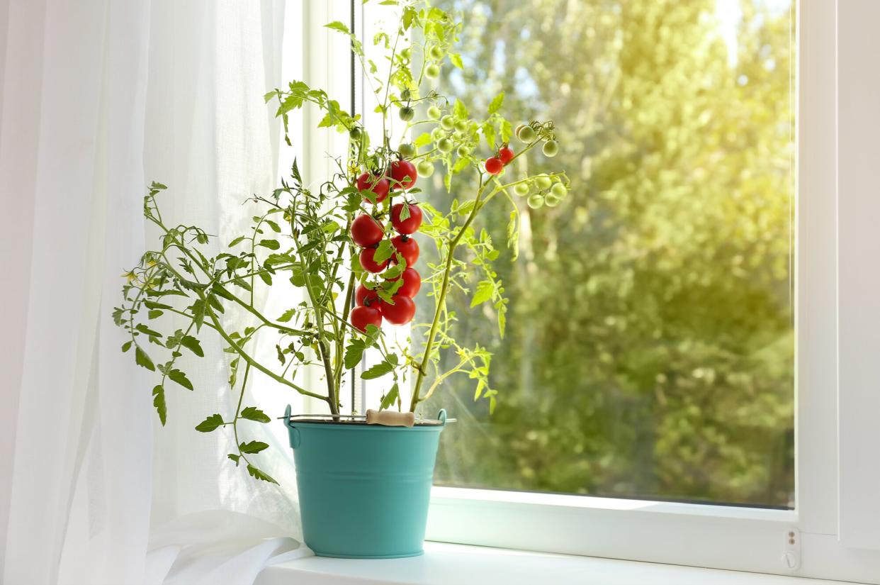 Tomatoes growing indoors. (Liudmila Chernetska/Getty Images) 