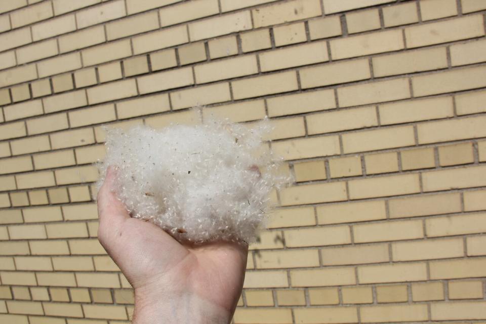 The snow-like substance known as poplar cotton — more colloquially, fluff — can be collected by the handful in late spring and early summer. The fibres can be a carrier for pollen, experts say. 