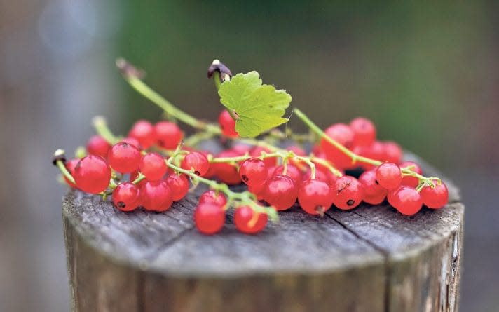 Redcurrants are a little tart when eaten raw, but add a sprinkling of sugar and they'll sweeten up nicely - Christopher Pledger