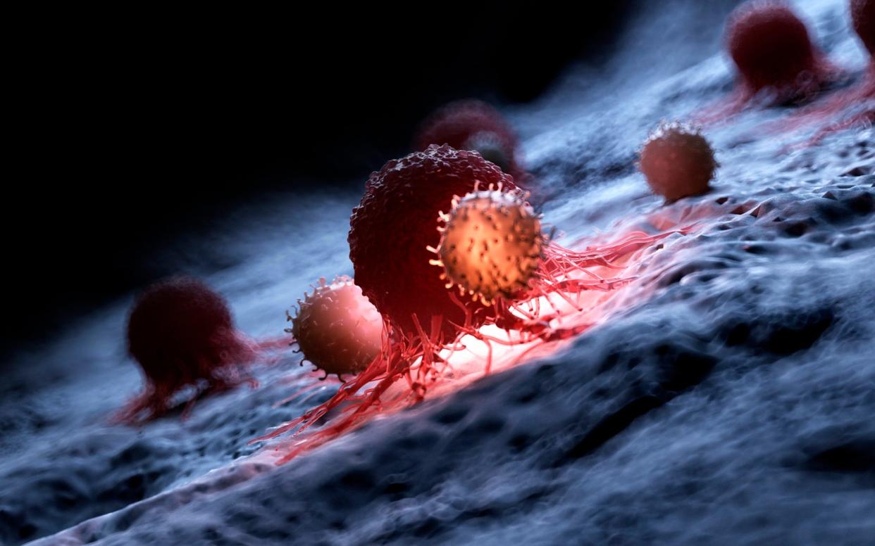 White blood cells attacking a cancerous cell - Science Photo Library RF