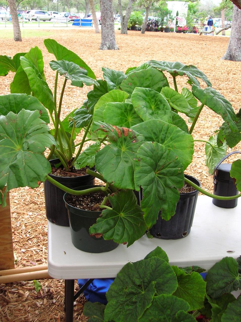 One of my favorites, the lily pad begonia makes a grand statement in the shaded garden with leaves that are often a foot wide. Like all begonias, this one is cold sensitive.