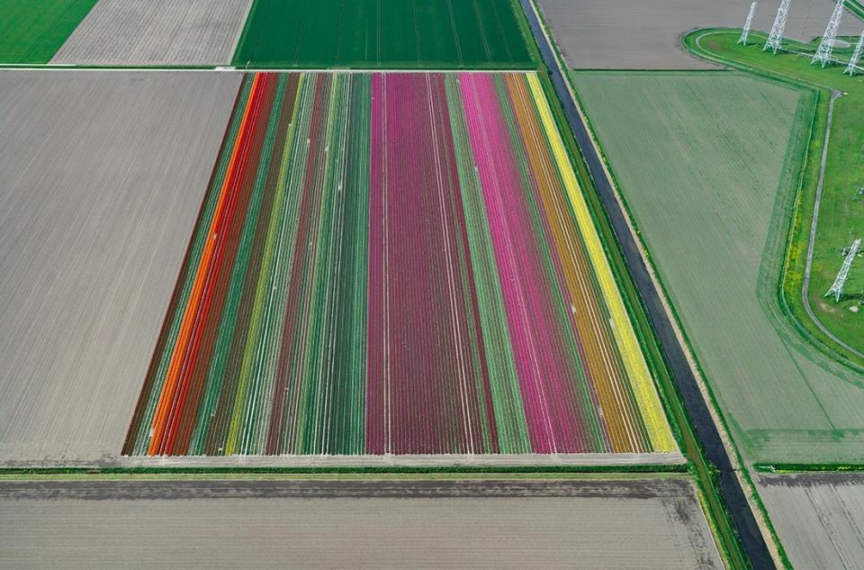 La Tierra desde los cielos. El fotógrafo alemán Bernhard Lang ha logrado capturar desde las alturas fascinantes tomas de los campos de tulipanes en Holanda. ¿Su propósito? Reflejar el contraste entre la belleza natural de la Tierra y el impacto de los seres humanos en ésta, mediante la industrialización.