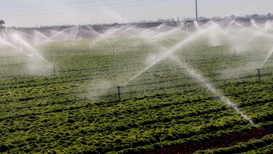 water sprinklers over a large lettuce filed in California