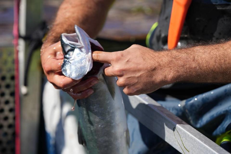 A crew member holds a live fish caught using reef netting and rips one of its gills before placing it back in a holding pen where it bleeds out swimming in the saltwater off Lummi Bay on Sept. 14, 2023.