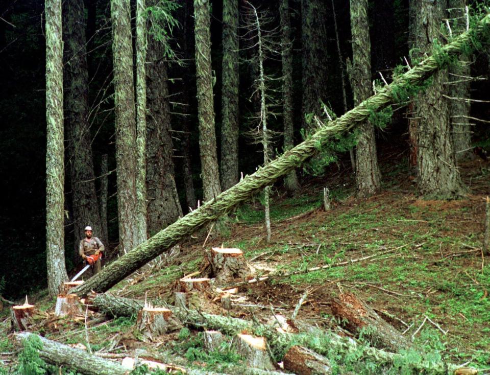 In this undated file photo, a large fir tree heads to the forest floor after it is cut by an unidentified logger in the Umpqua National Forest near Oakridge, Oregon. (Photo: ASSOCIATED PRESS)