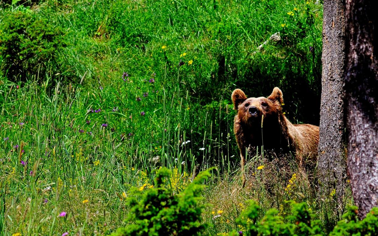 Bears are able to travel great distances - Getty Images Contributor