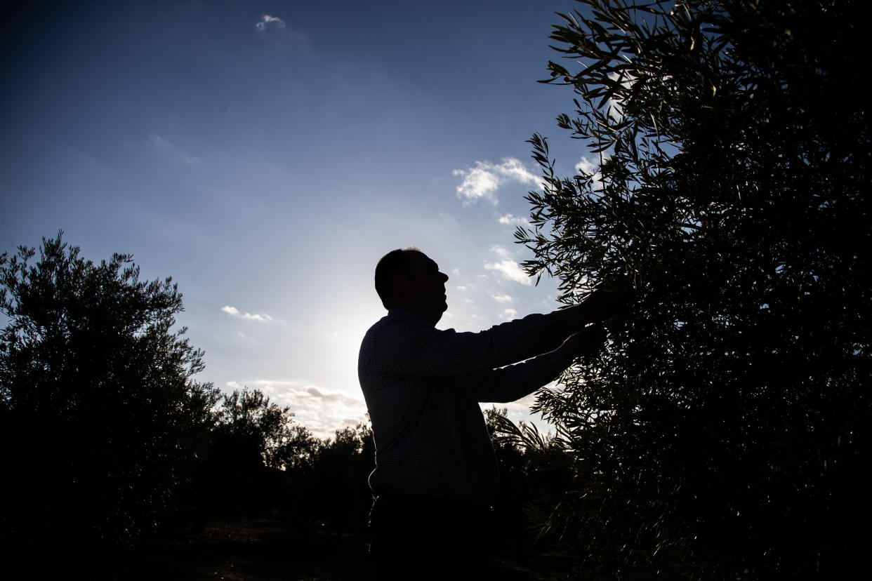 Un agricultor en un olivar de la sierra sur sevillana. Foto Fernando Ruso