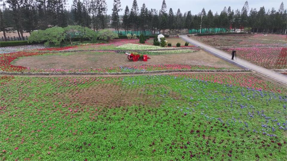 澎湖遊憩園區打造1.8公頃「花海」　春節走春賞花好去處