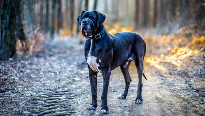 Jawbone Enlargement in Dogs: Symptoms, Causes, & Treatments