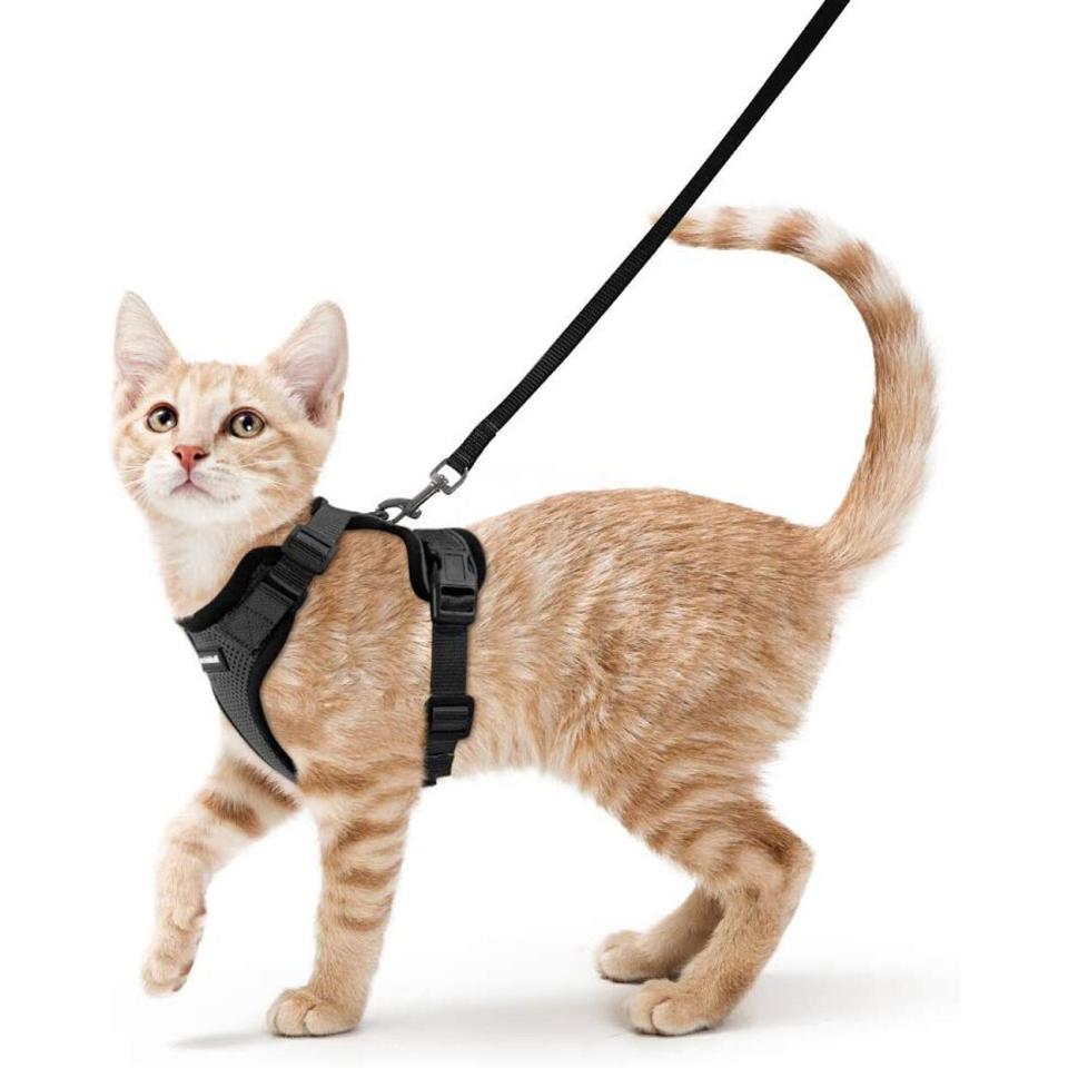 rabbitgoo-cat-harness-and-leash