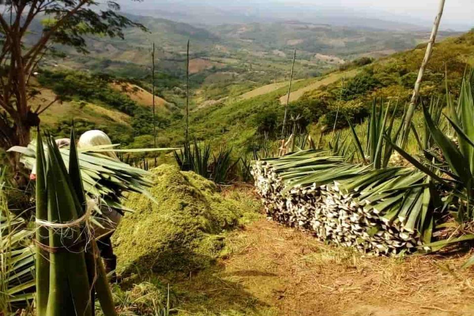 El agave es una planta robusta y tolerante a la sequía que puede convertirse, en un material altamente absorbente