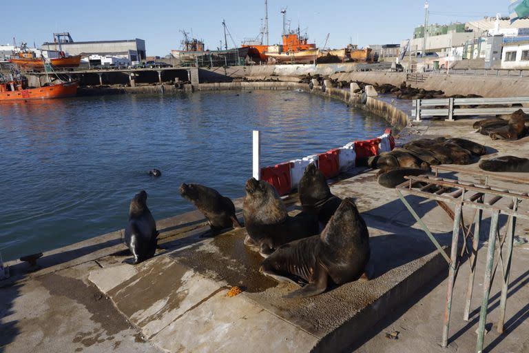 Lobos marinos en Mar del Plata. Gripe aviar