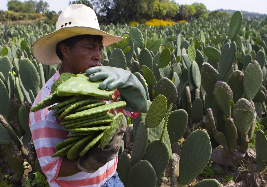 Como hacer un cactus gigante