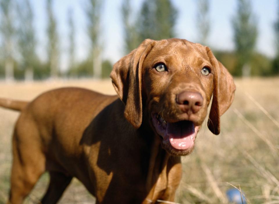 12 easiest dogs to train vizsla