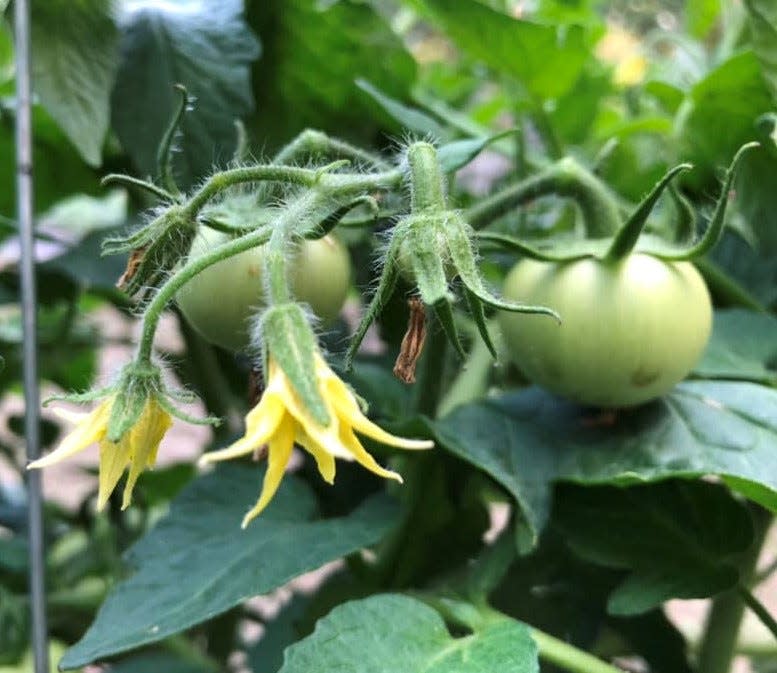 Tomatoes grow in Chesterfield planted by James Leon Reynolds.