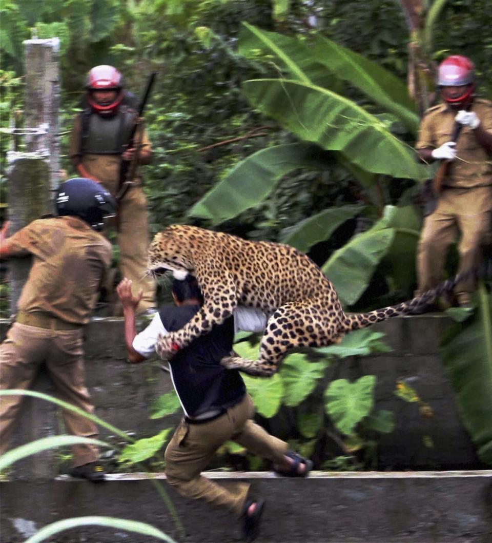 <div class="inline-image__caption"><p>In this July 19, 2011 photo, a leopard attacks a forest guard at Prakash Nagar village near Salugara, on the outskirts of Siliguri, India. The leopard strayed into the village area and attacked several villagers, including at least four guards, before being caught by forest officials, according to news reports. </p></div> <div class="inline-image__credit">AP Photo</div>