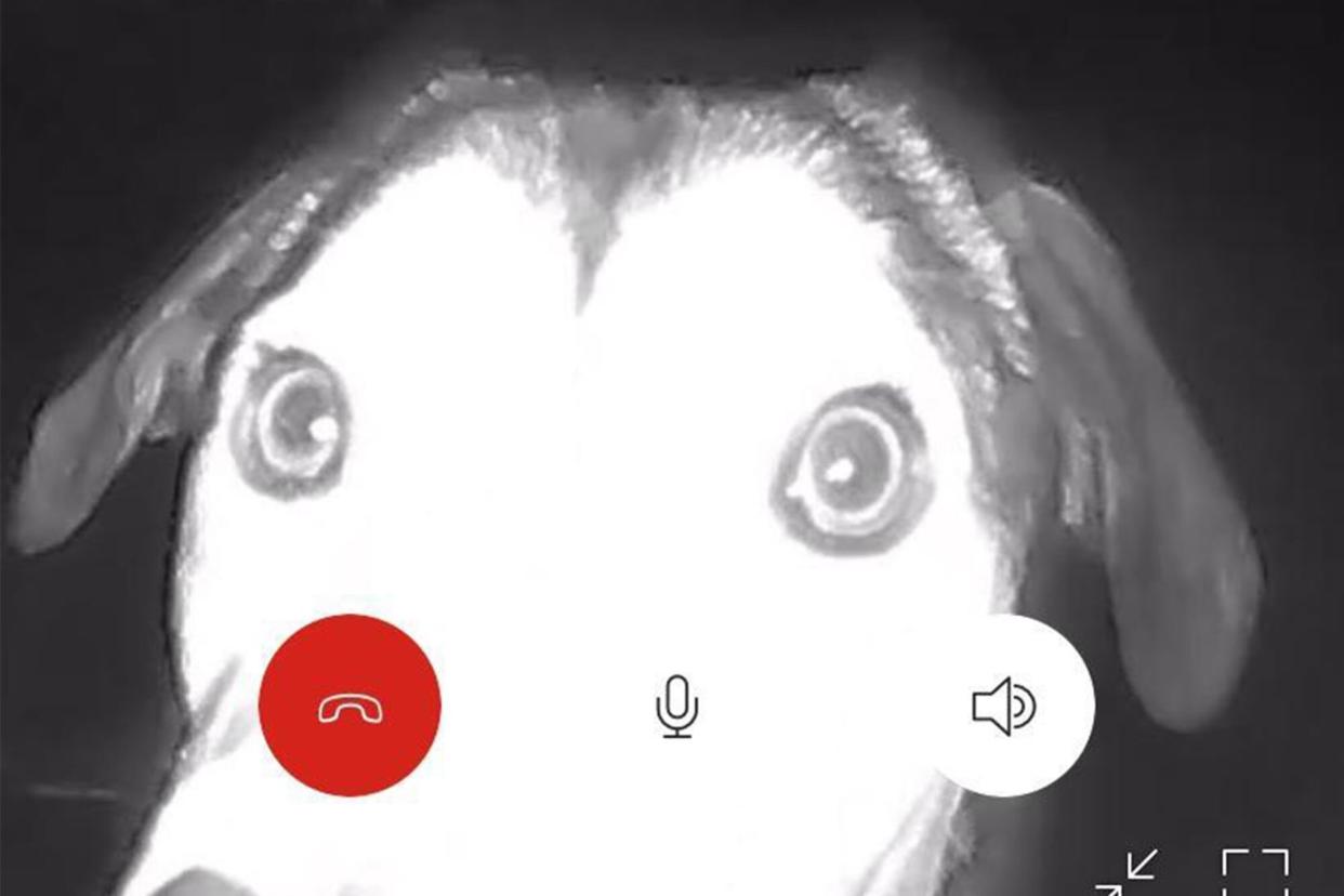 close-up black and white image from a doorbell camera of a dog's face