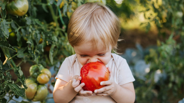 Toddler biting into tomato