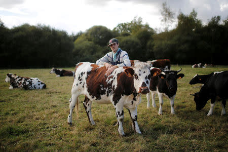 French farmer Willem poses with his cows at the "Saint-Jean-du-Tertre" area in the zoned ZAD (Deferred Development Zone) in Notre-Dame-des-Landes, that is slated for the Grand Ouest Airport (AGO), western France, October 17, 2016. Picture taken October 17, 2016. REUTERS/Stephane Mahe