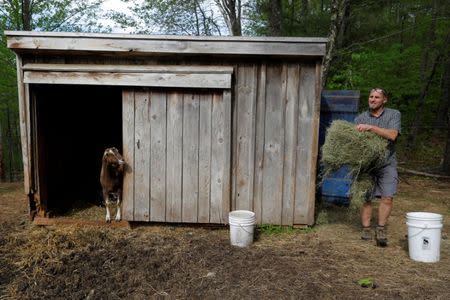 Peter Corriveau feeds his goats at Jenness Farm in Nottingham, New Hampshire, U.S., May 18, 2017. Picture taken May 18, 2017. REUTERS/Brian Snyder