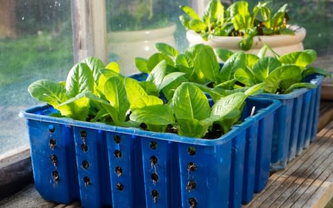 Grow your plants in raised beds and pots, out of reach of pests - Credit:  GAP Photos