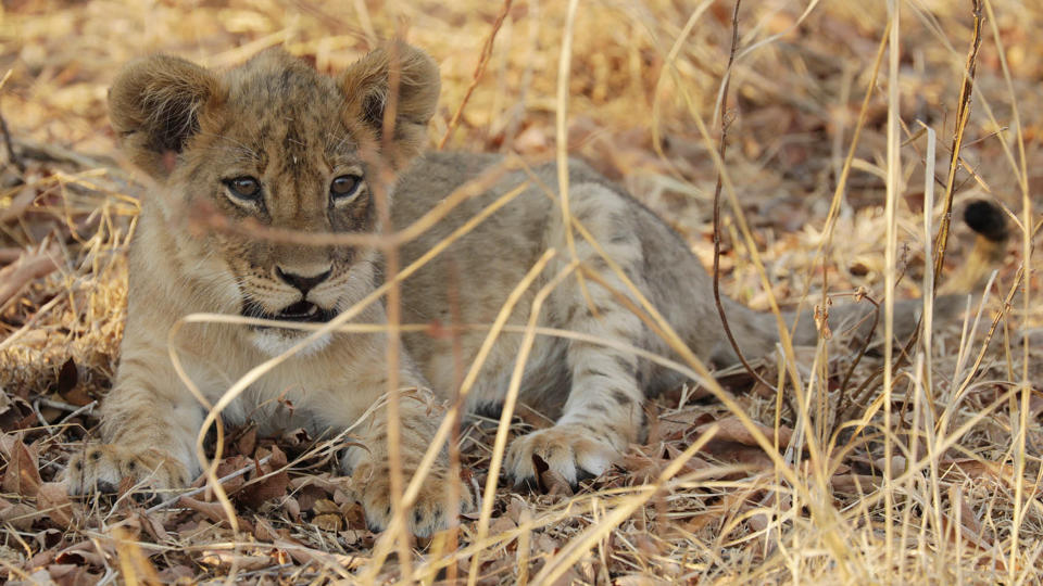 Lion prides in Zambia take centre stage in documentary series Big Cat Country. (Love Nature/Sky UK)