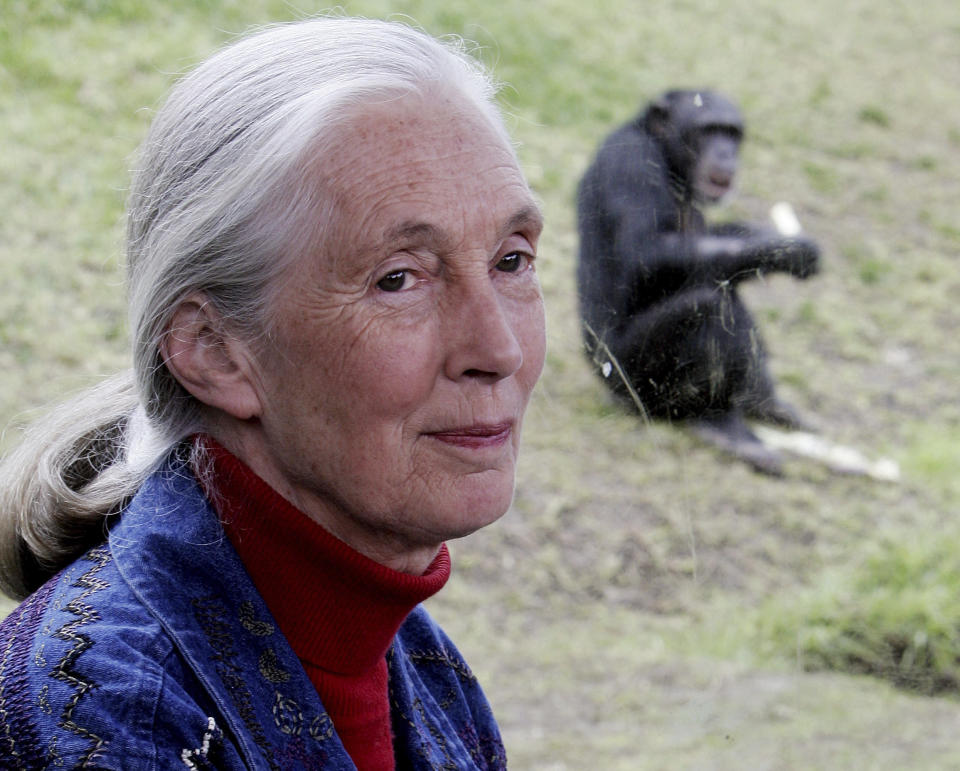 FILE - Primatologist Jane Goodall sits near a window where behind a chimpanzee eats in its enclosure at Sydney's Taronga Zoo Friday, July 14, 2006. Goodall was named Thursday, May 20, 2021 as this year’s winner of the prestigious Templeton Prize, honoring individuals whose life’s work embodies a fusion of science and spirituality. (AP Photo/Rick Rycroft)