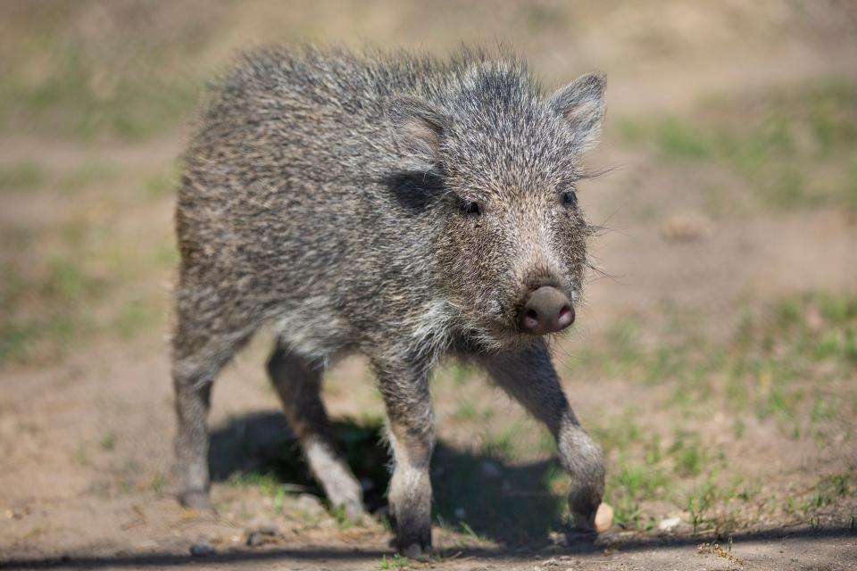 A baby Chicoan Peccary is shown Tuesday, May 17, 2022, at Potawatomi Zoo in South Bend.