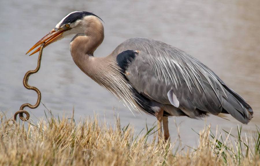 Great blue heron (Courtesy Utah Division of Wildlife Resources)