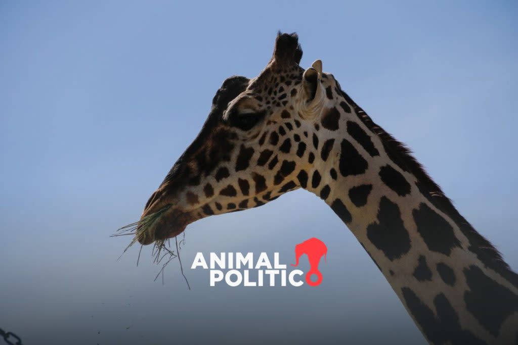 La jirafa Benito actualmente está en el Parque Central de Ciudad Juárez, Chihuahua / Foto: Animal Político