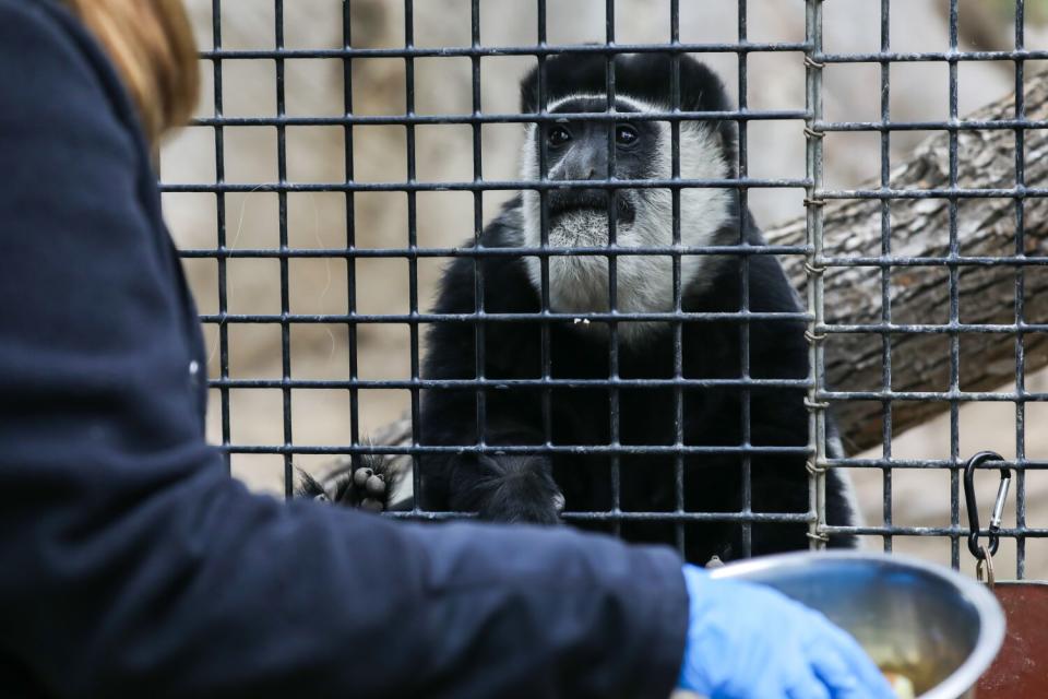 Zoo curator Jenny Walker feeds a black-and-white colobus at the Santa Ana Zoo.