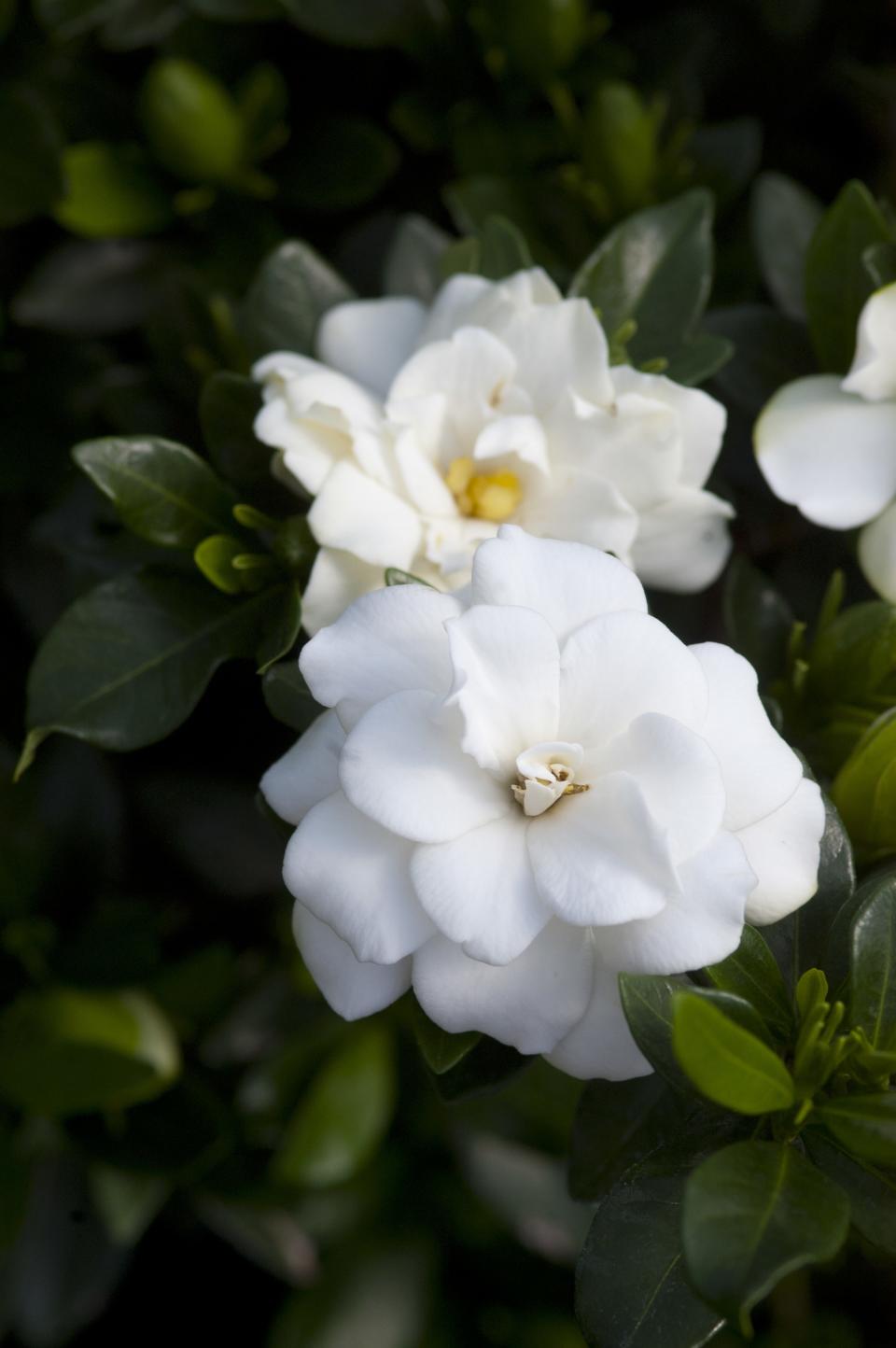 'Double Mint' gardenias.