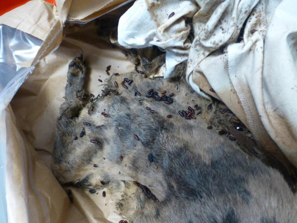 Lancashire Telegraph: One dog had been dead for weeks and was covered in maggots