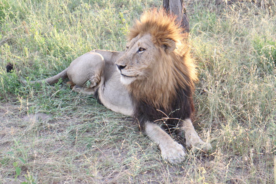 A lion pictured in the Kruger National Park. Source: Getty, file.