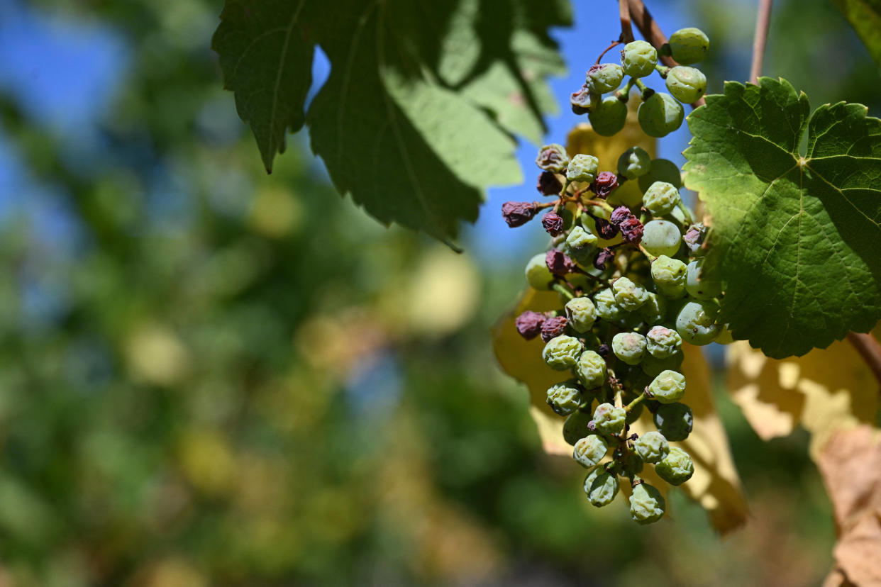  La production mondiale de vin, perturbée par les conséquences du changement climatique, a reculé de 10 % en 2023. (Photo d’illustration à Wettolsheim, Haut-Rhin)