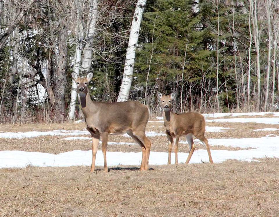 Rules and quotas set for Wisconsin's 2024 deer hunting seasons Yahoo