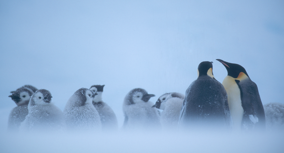 Emperor penguins face extinction by the end of the century, a new report warns. Source: Getty (File)