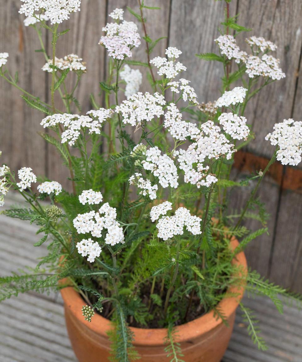 white yarrow flowers