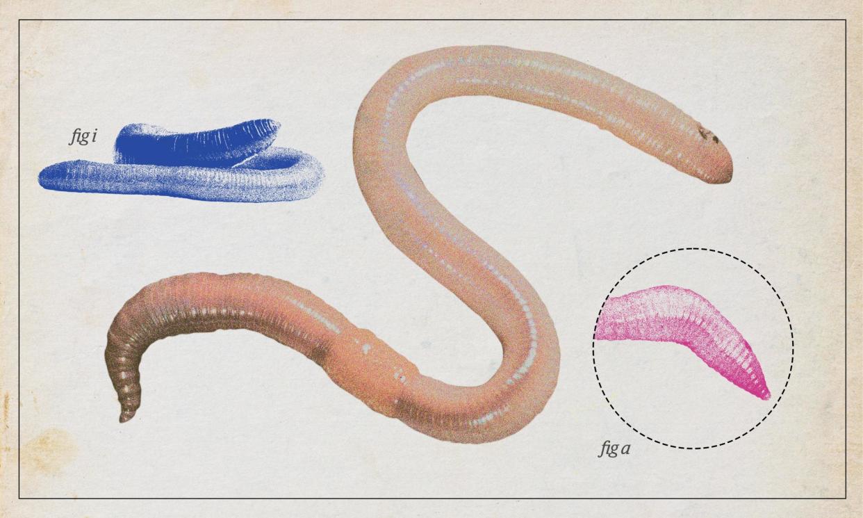 <span>Through sheer force of numbers and extraordinary evolutionary adaptation, the common earthworm is capable of shaping the entire world around us.</span><span>Composite: Guardian Design/Alamy</span>