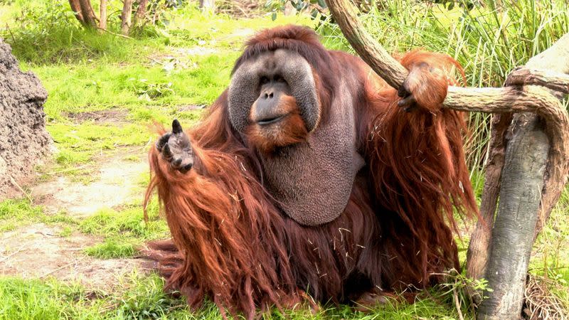 FILE PHOTO: North America's oldest male orangutan passes away at 45